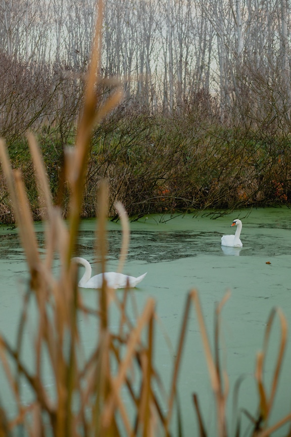 Grassy wetland with aquatic plants and swan birds