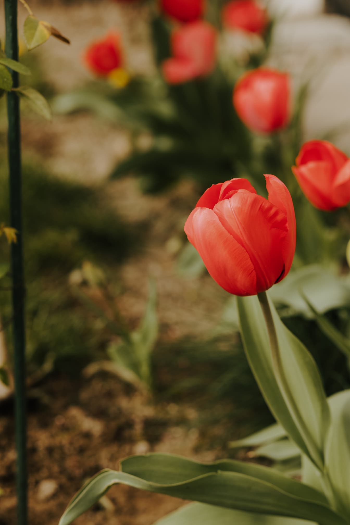 Krupni kadar crvenkastog tulipana u cvjetnjaku