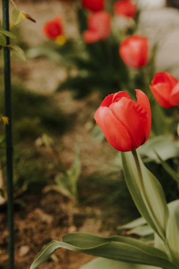 perto, brilhante, avermelhado, Tulipa, jardim de flor, tulipas, flor, flores