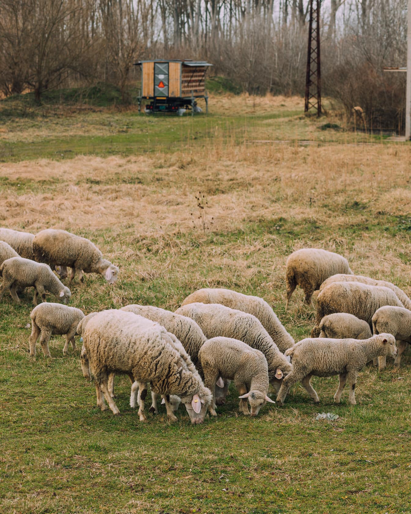 Sheep grazing on grassy meadow in summer season