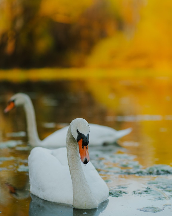 Cisne branco majestoso com gotículas de água do bico close-up