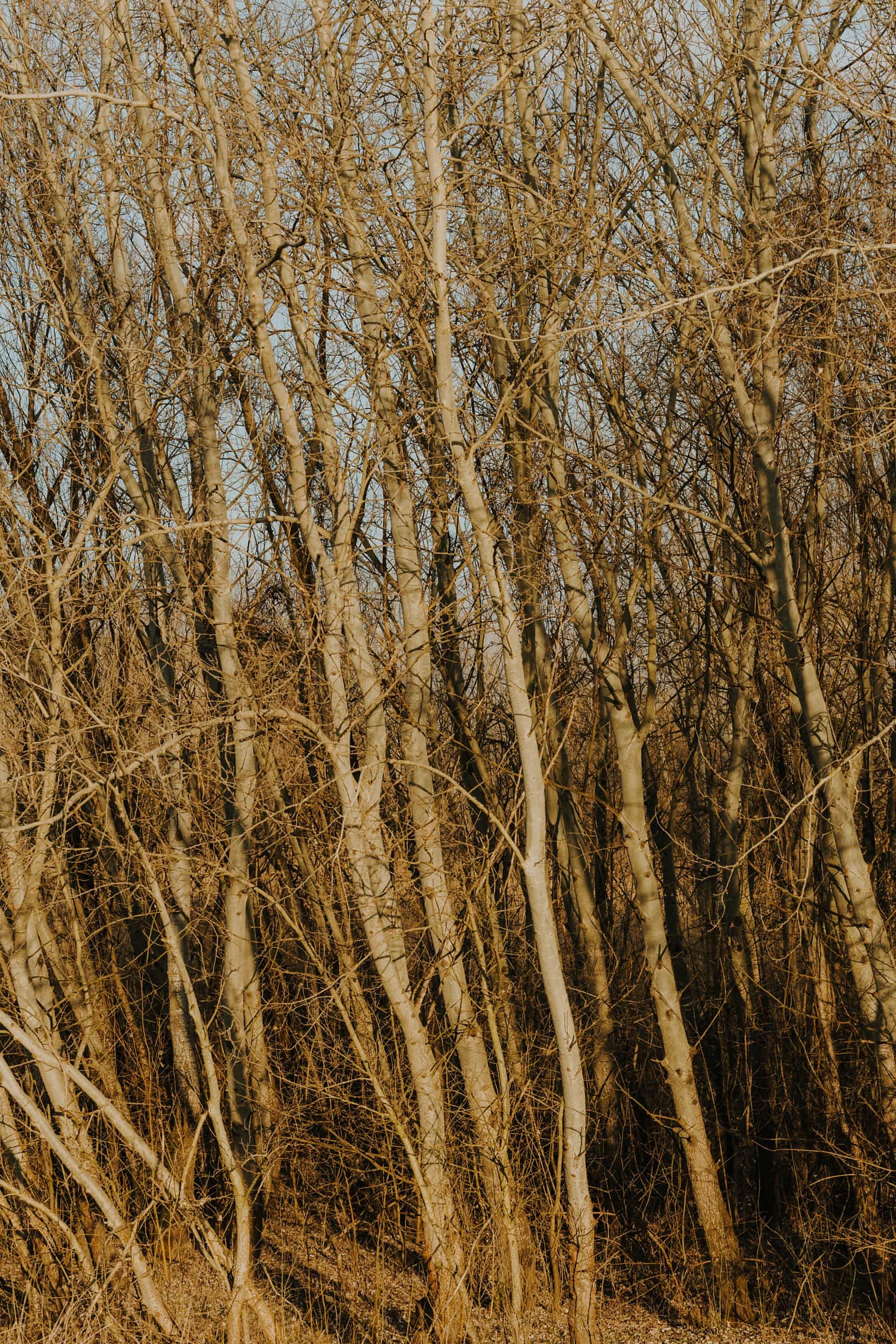 Plopi tineri în pădurea însorită în sezonul de toamnă