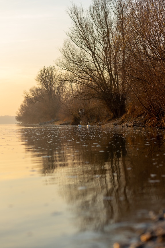 Swan birds on swimming on river in autumn season