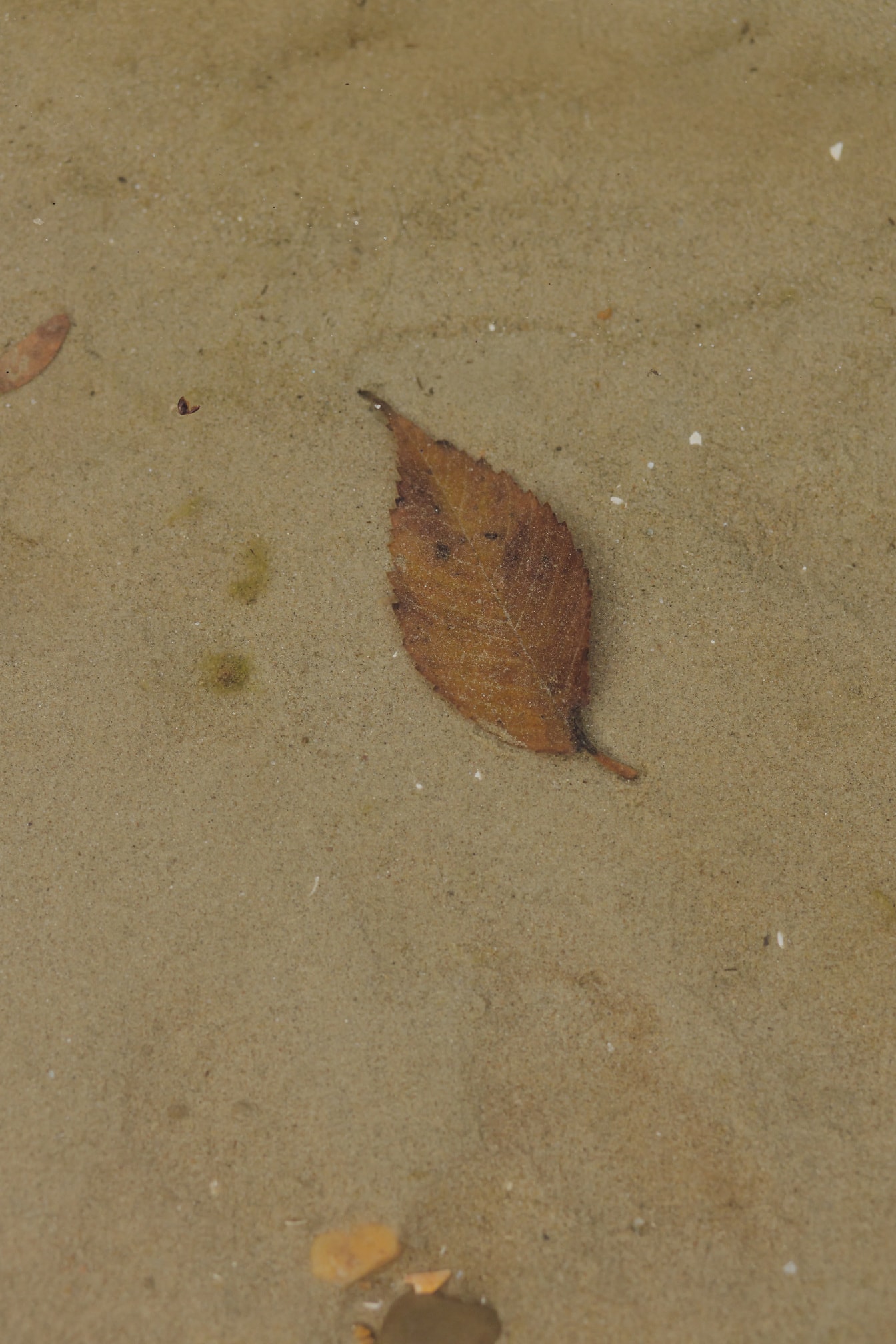 Kuiva kellertävänruskea lehti hiekalla