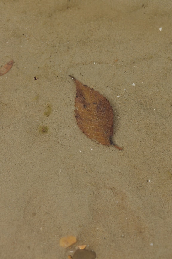 Dry yellowish brown leaf on sand