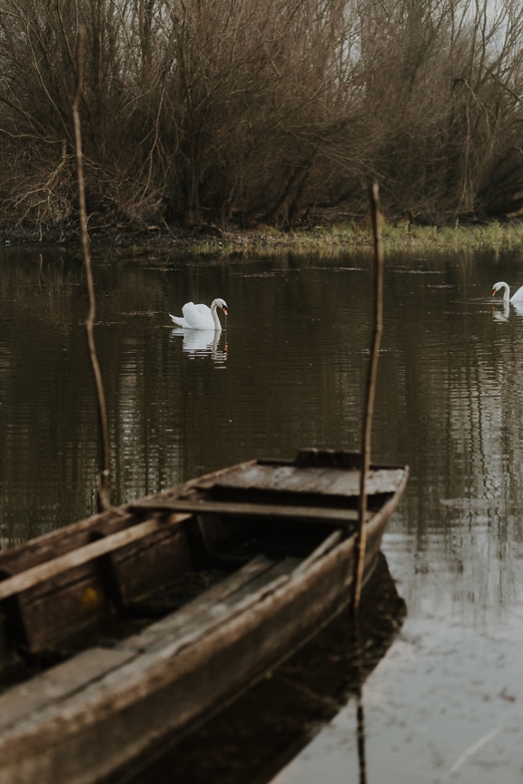 Majestic white swan birds swimming in channel near wooden fishing boat