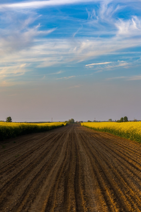 cánh đồng bằng phẵng, nông nghiệp, hạt cải dầu, đất, bầu trời xanh, cảnh quan, nông thôn, nông nghiệp
