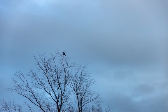 Silhouette of black bird on tree top in twilight landscape