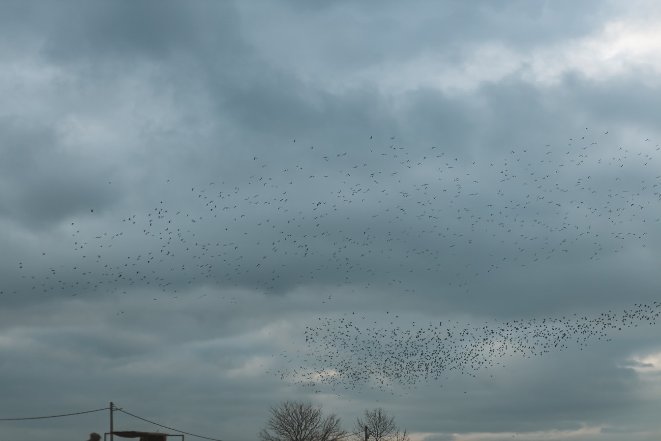 Many birds flying on dark blue sky in dust