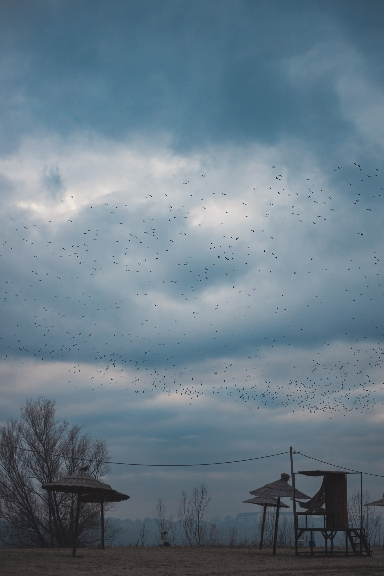 Flock of birds overflight beach on dark blue sky