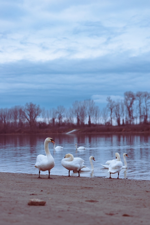 Swan bird family on lakeside in dusk landscape