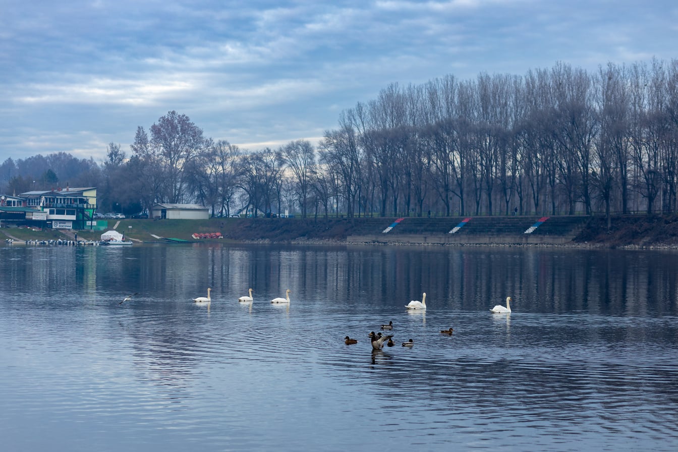 Stol de păsări lebădă și rață pe lac în amurg