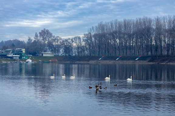 Flock of swan and duck birds on lake in dusk