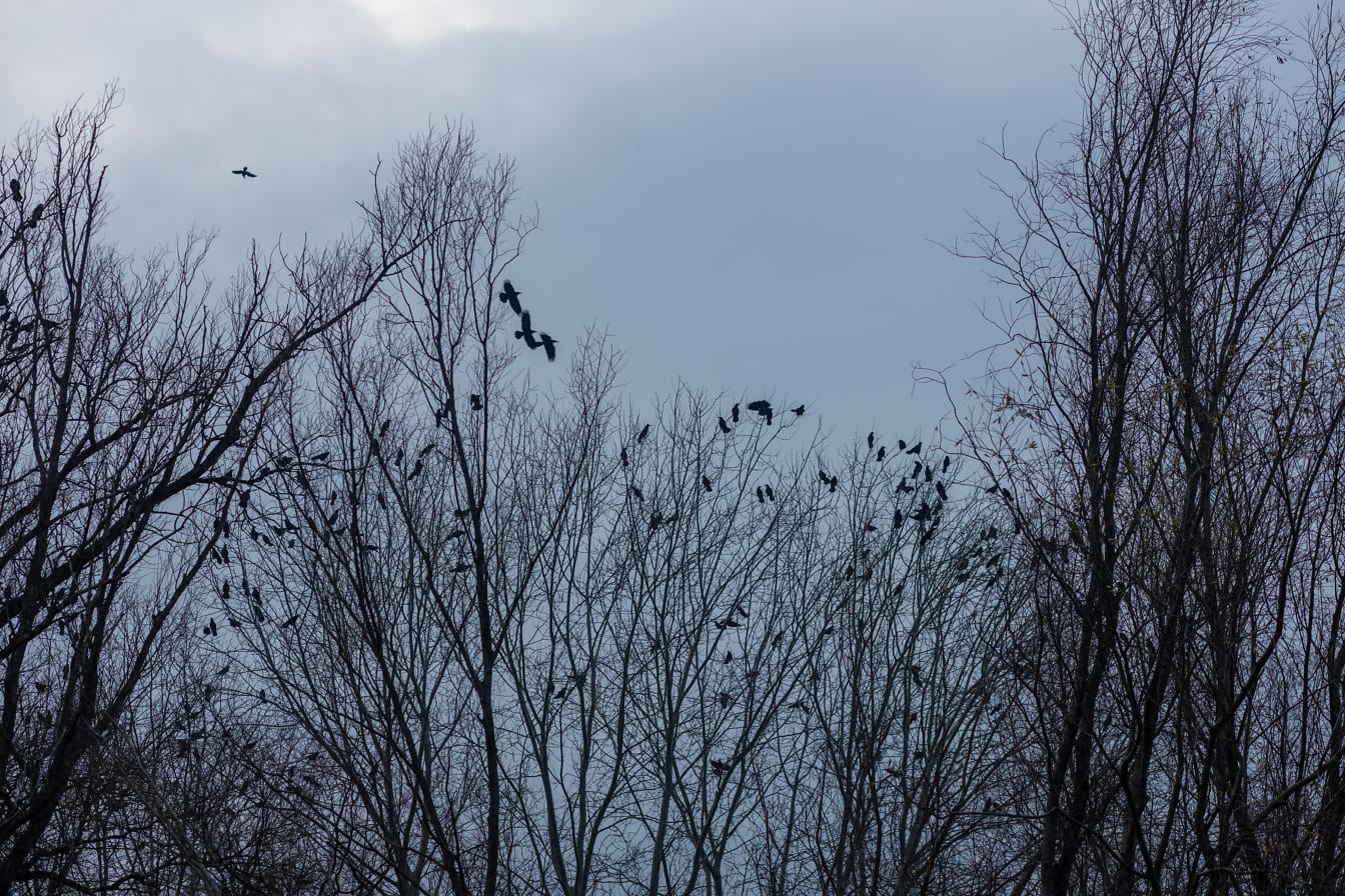 Flock av kråkfåglar på grenar i träd på kvällen