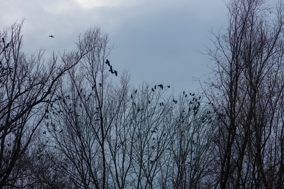 Flock of crow birds on branches in trees in evening