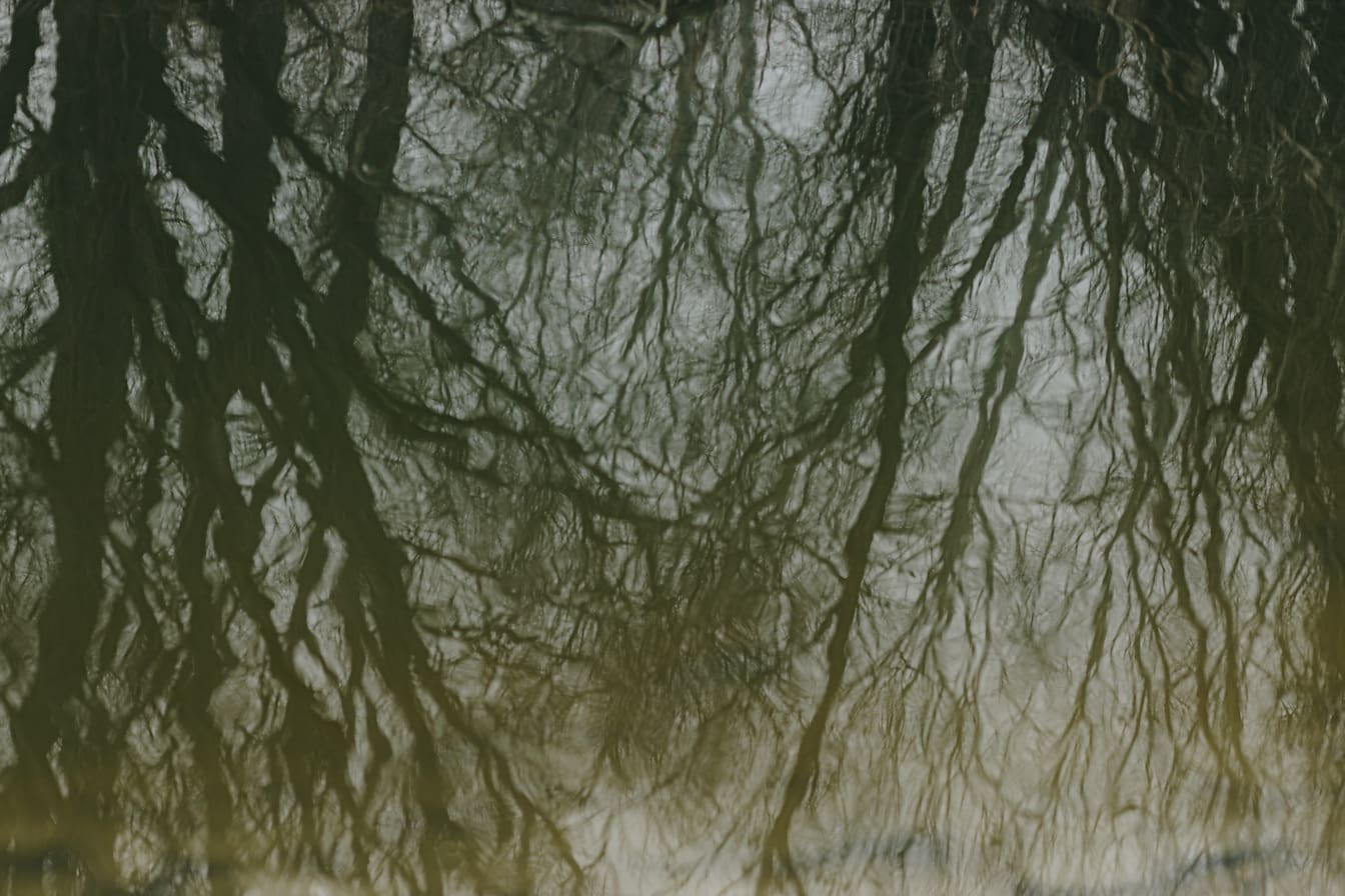 Reflection of willow trees on calm water surface