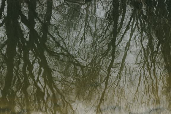 reflectie, wilg, bomen, rust, oppervlak, water, boom, landschap