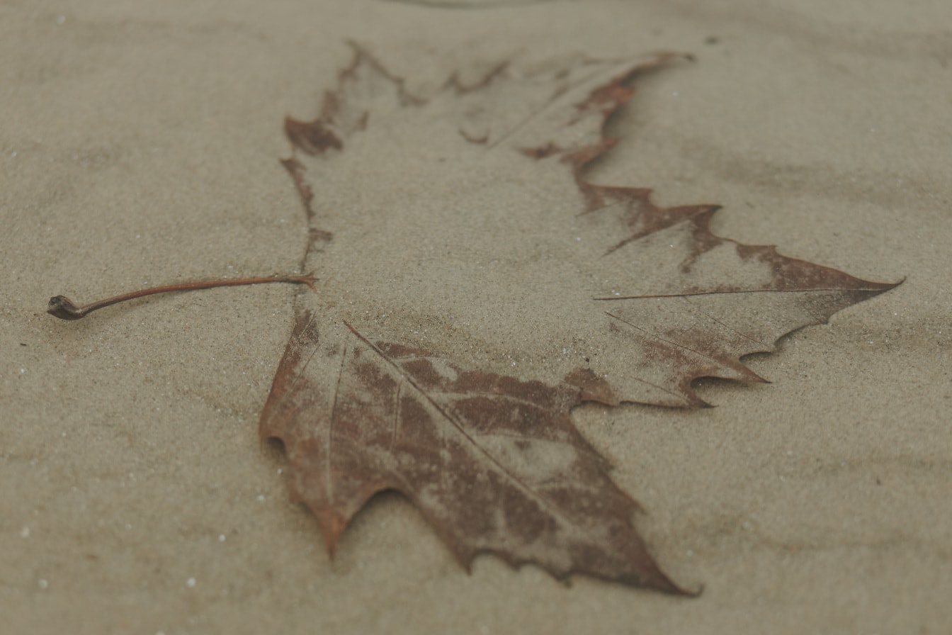 Близък план на кленов лист в пясък под вода през есенния сезон