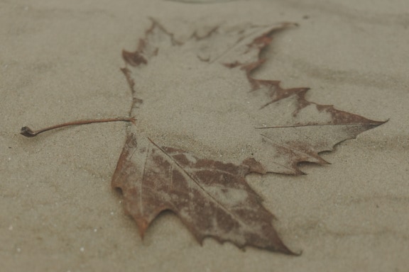 Close-up of maple leaf in sand underwater in autumn season