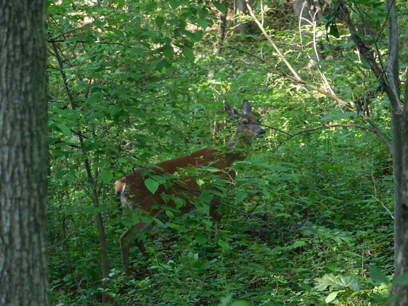 Deer doe in deep green forest in spring time