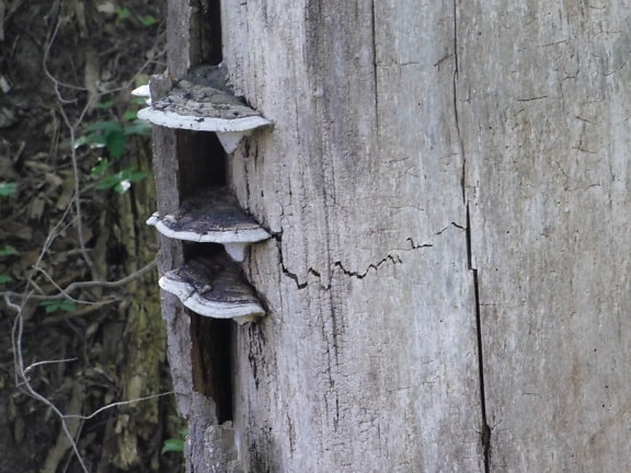 Three mushrooms on old dry tree trunk close-up