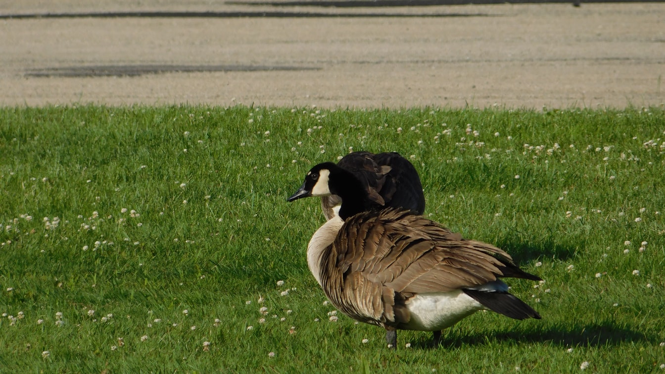 Kanada, Kaz, yeşil çimen, bahar zamanı, su kuşu, yaban hayatı, su kuşları, kuş
