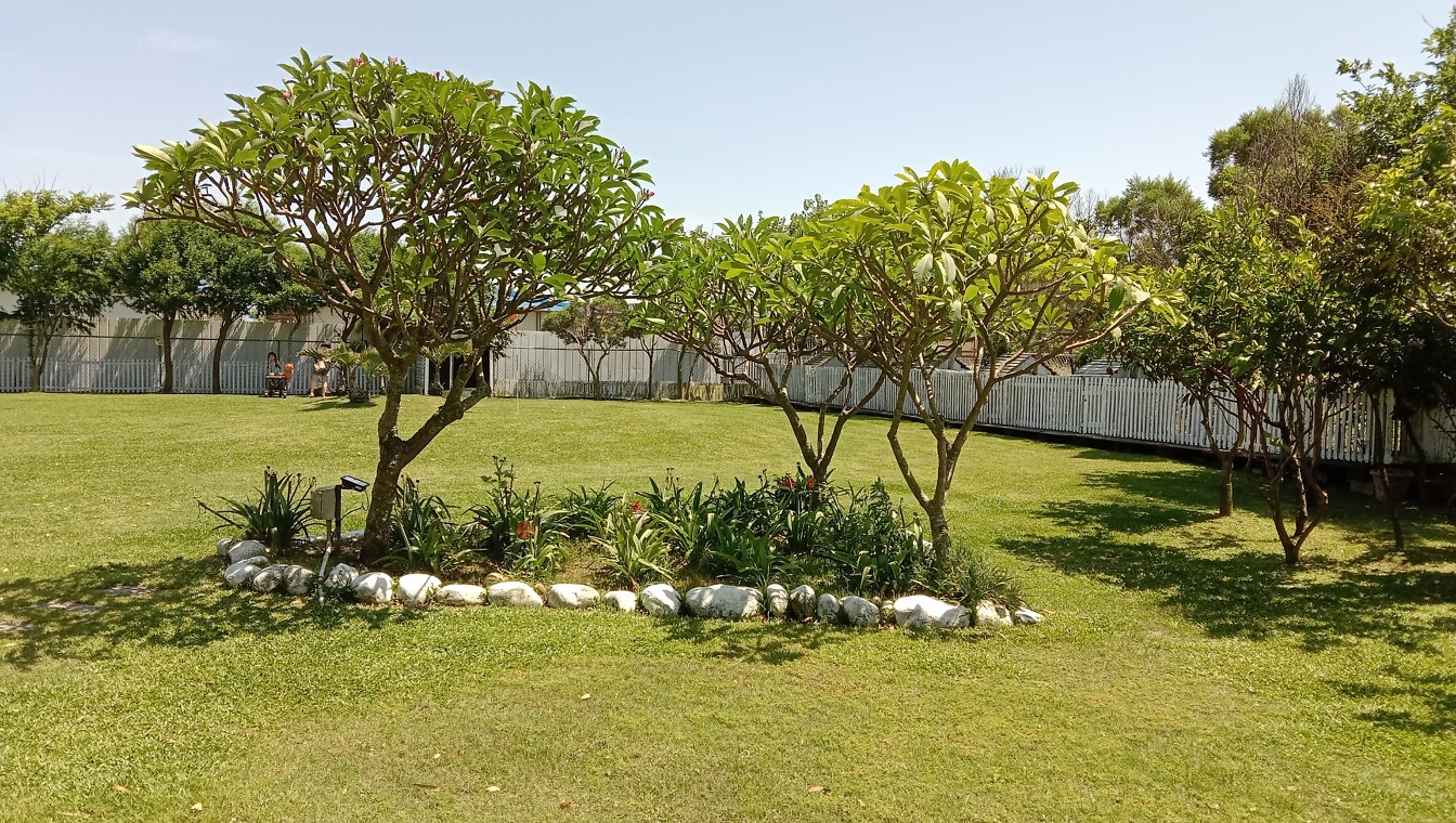 Three tropical trees (Plumeria) on beautiful lawn in garden