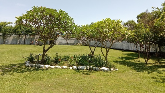 Tři tropické stromy (Plumeria) na krásném trávníku v zahradě