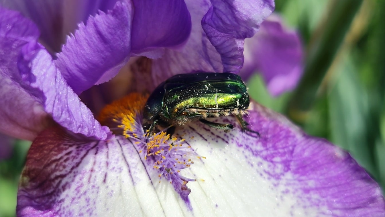 Green beetle (Protaetia cuprea) on nectar of purplish flower close-up