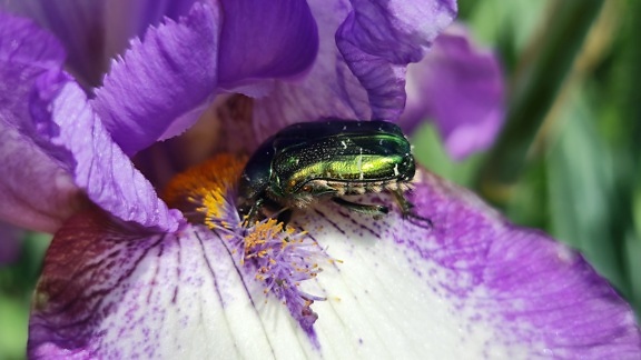 verde, scarafaggio, nettare, fiore, violaceo, da vicino, insetto, invertebrato
