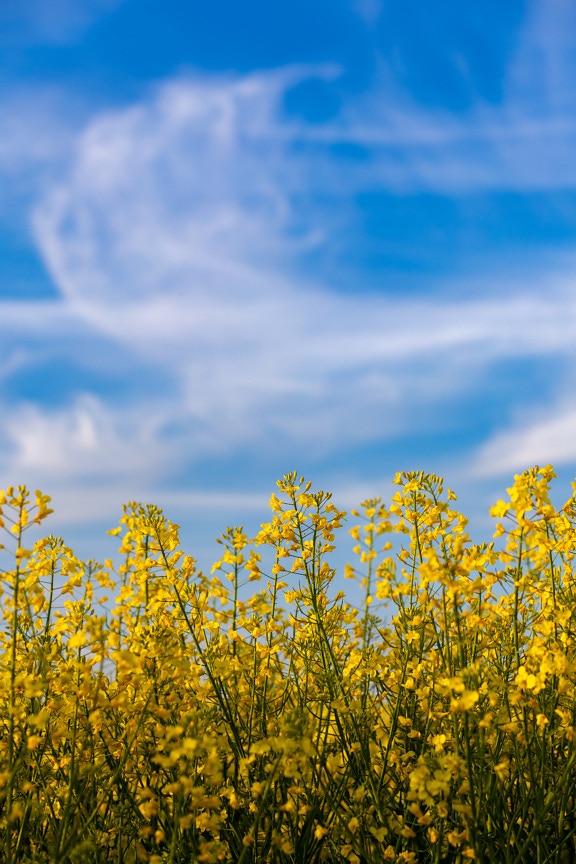 flores, colza, perto, céu azul, agricultura, paisagem, zona rural, amarelo