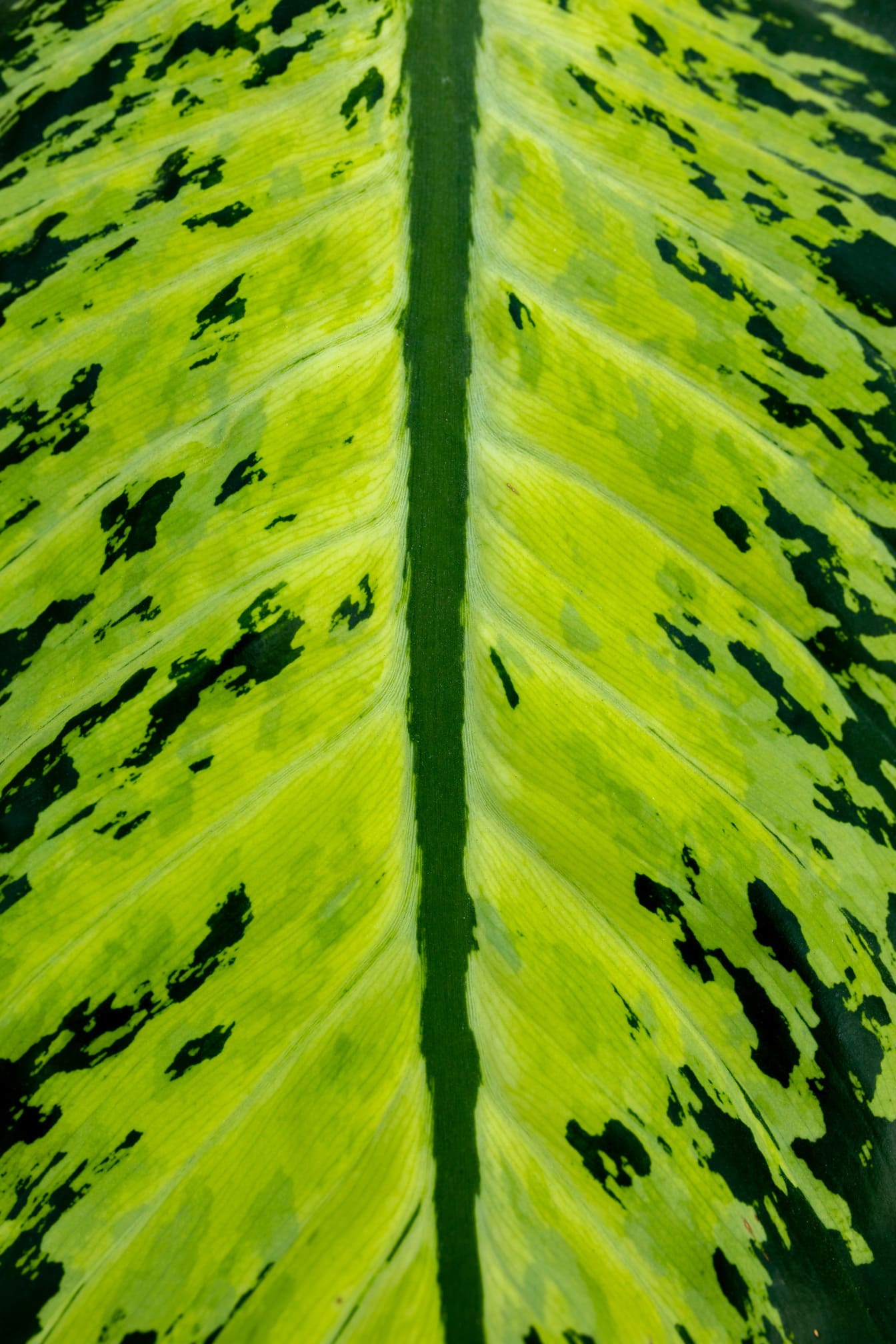 Němý třtina (Dieffenbachia) žlutozelený list zblízka