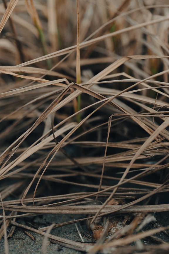 Yellowish brown dry grass plants leaves close-up