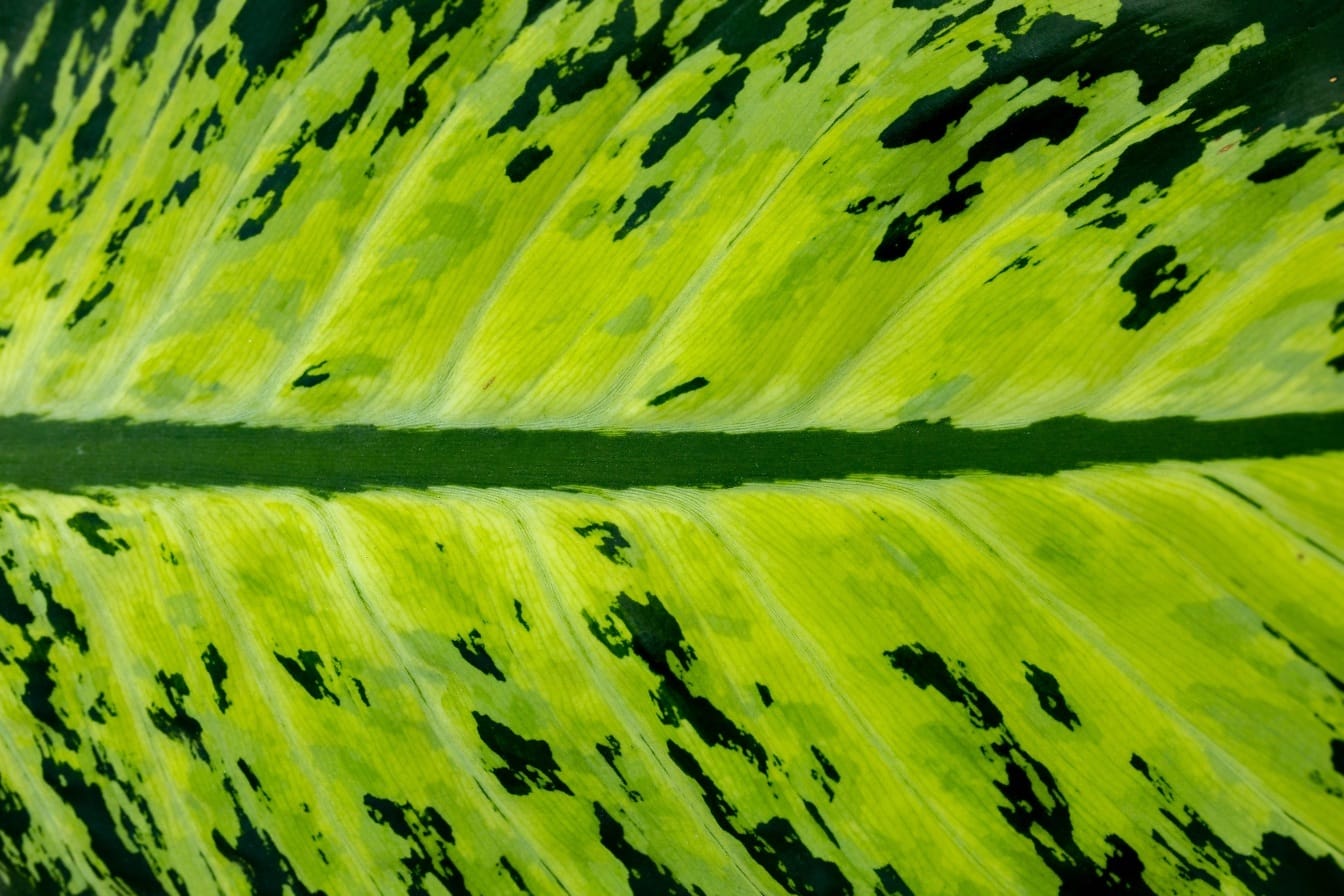 Тупой тростник (Dieffenbachia) зеленовато-желтый горизонтальный тропический зеленый лист текстура крупным планом