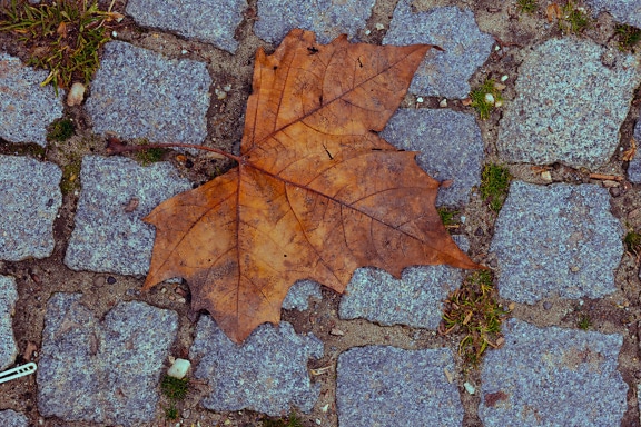 Dry yellowish brown leaf on cobblestone close-up