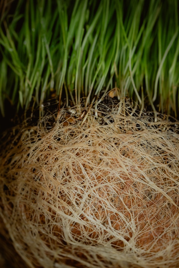 Close-up of wheat roots and leaves sapling