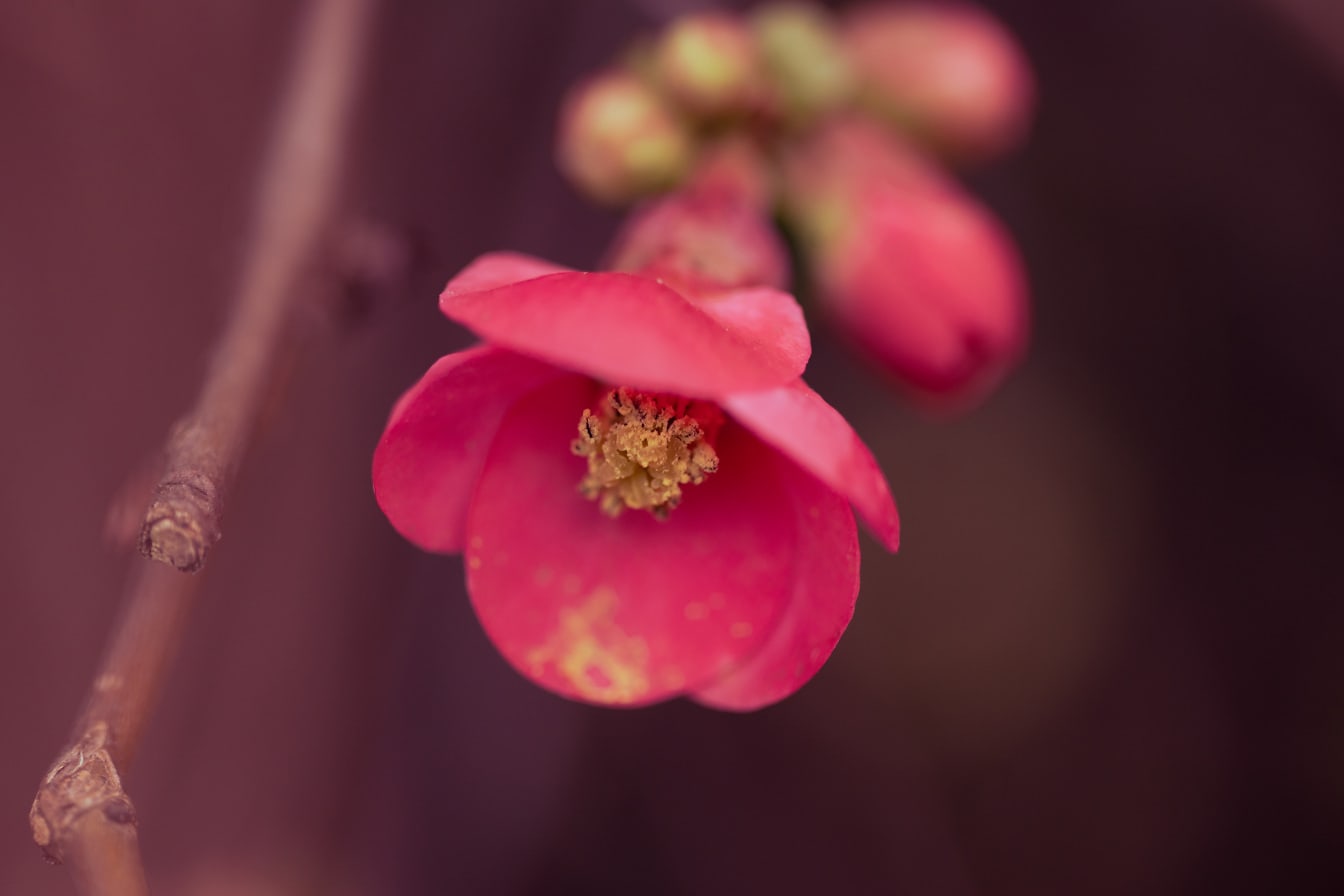 Botão de flor rosado borrado no close-up do ramal