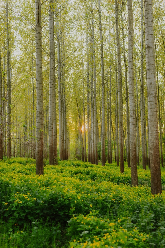 Poplar woodland in spring time landscape