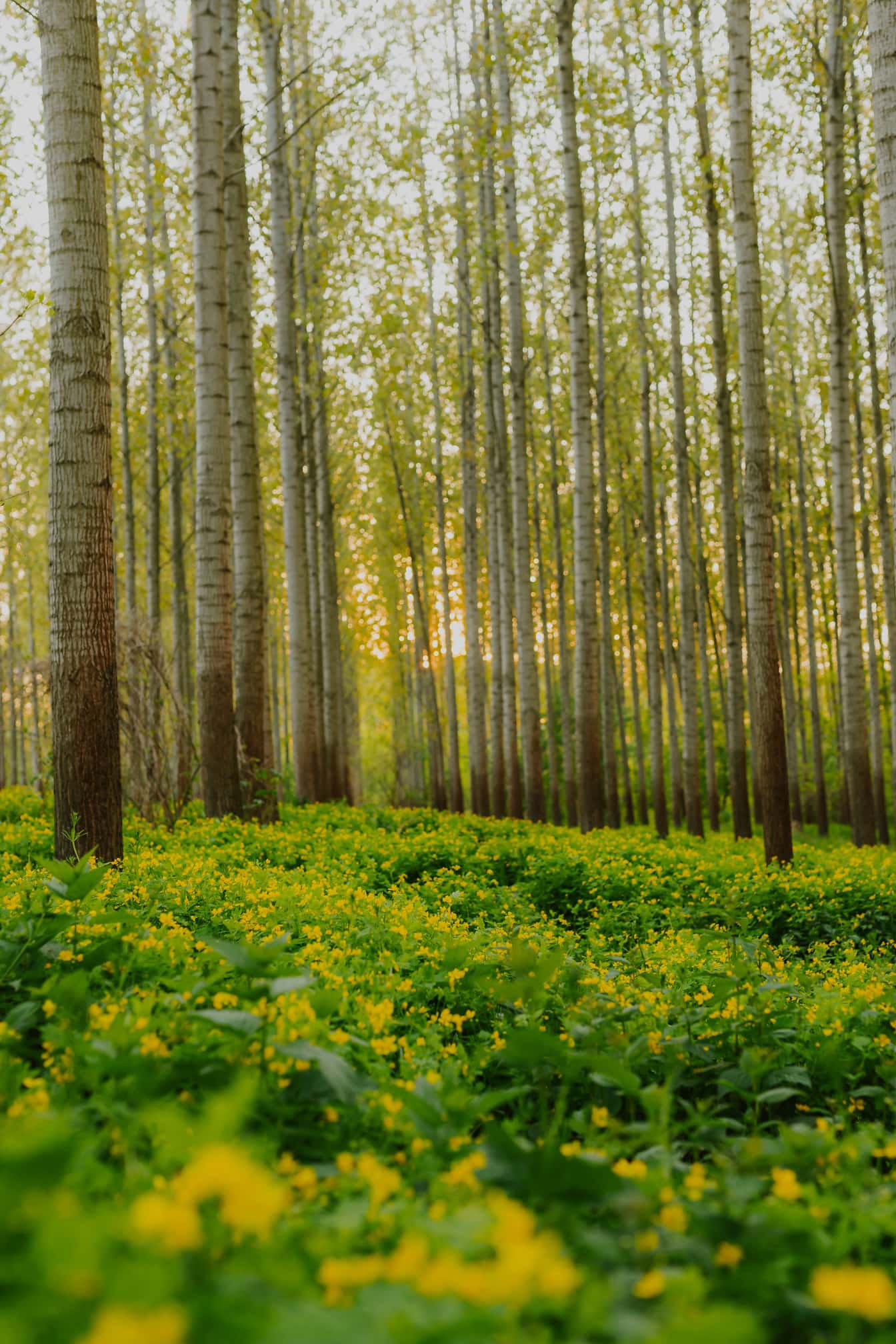 Желтоватые цветы на земле в тополином лесу