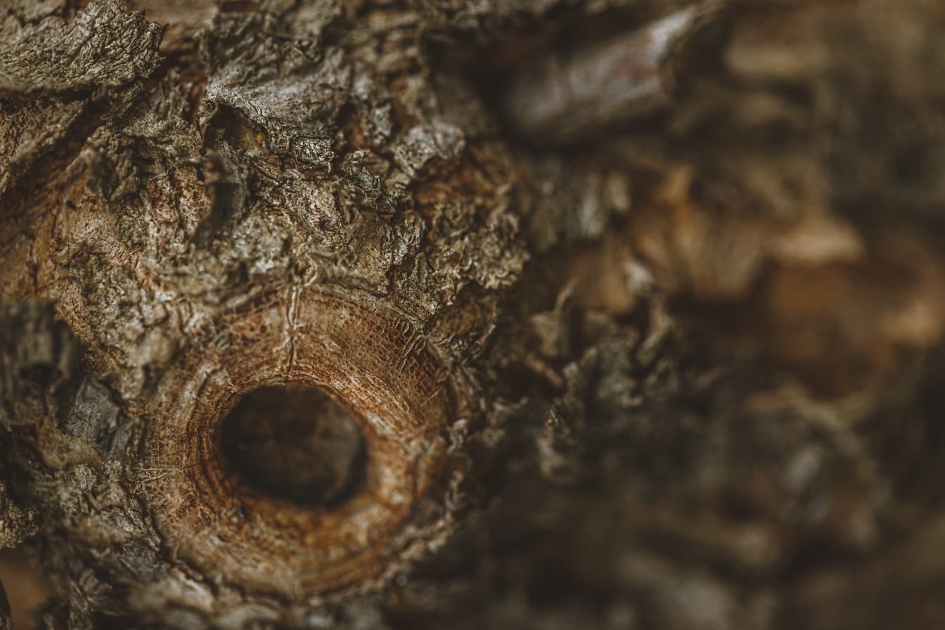 Close-up of wooden knot with blurry bark texture