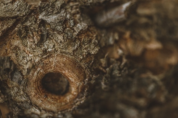 Close-up of wooden knot with blurry bark texture