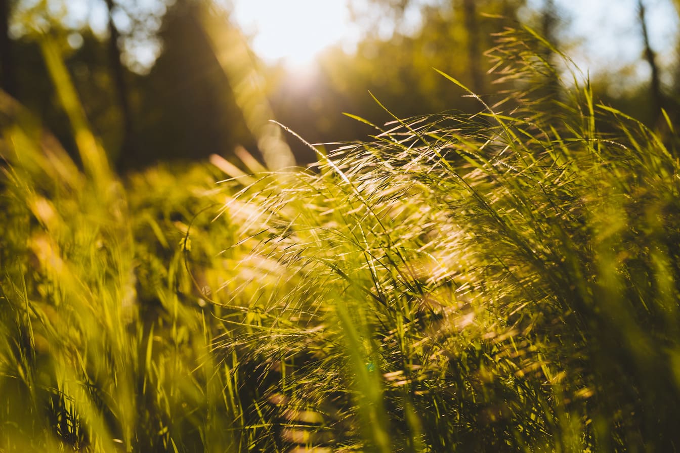 Palhas de grama alta no prado na primavera sob a luz solar