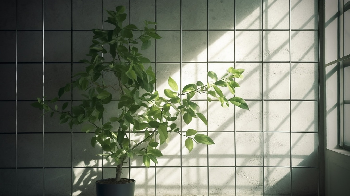 Pequeña planta de árbol por azulejos blancos pared esquina de la habitación