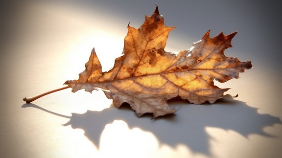 Dry oak leaf with shadow on white blurry background