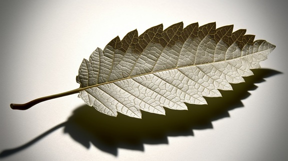Close-up of dark green leaf with shadow underneath it on white background