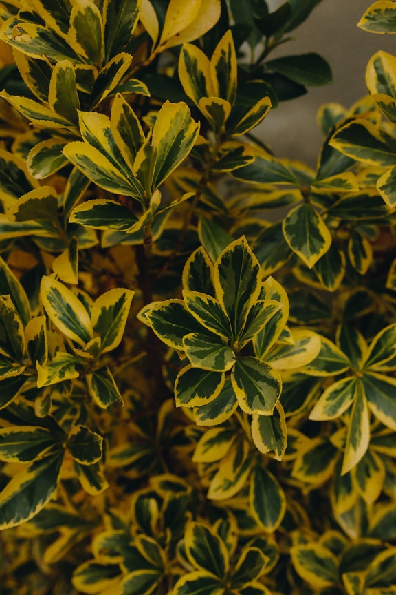 Close-up of Aureus shrub (Euonymus japonicus) with greenish yellow leaves