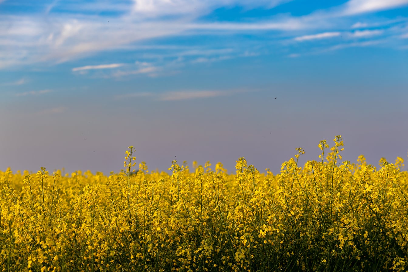 Krásná řepka (Brassica napus) rovinatá pole v letním čase pod modrou oblohou