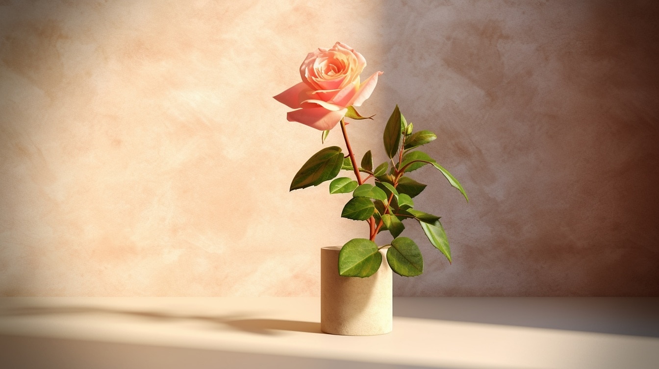 Pastelově narůžovělá růže v jednoduché obyčejné váze