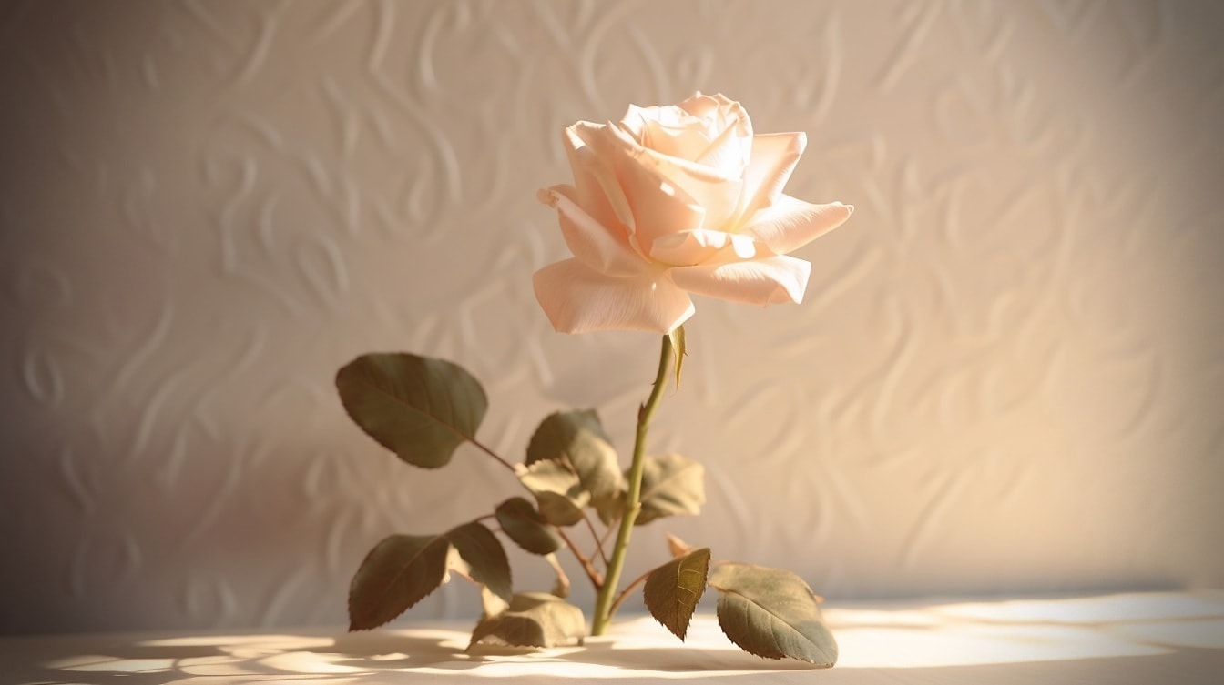 Размазано бяло цвете роза пъпка на пода със слънчева светлина