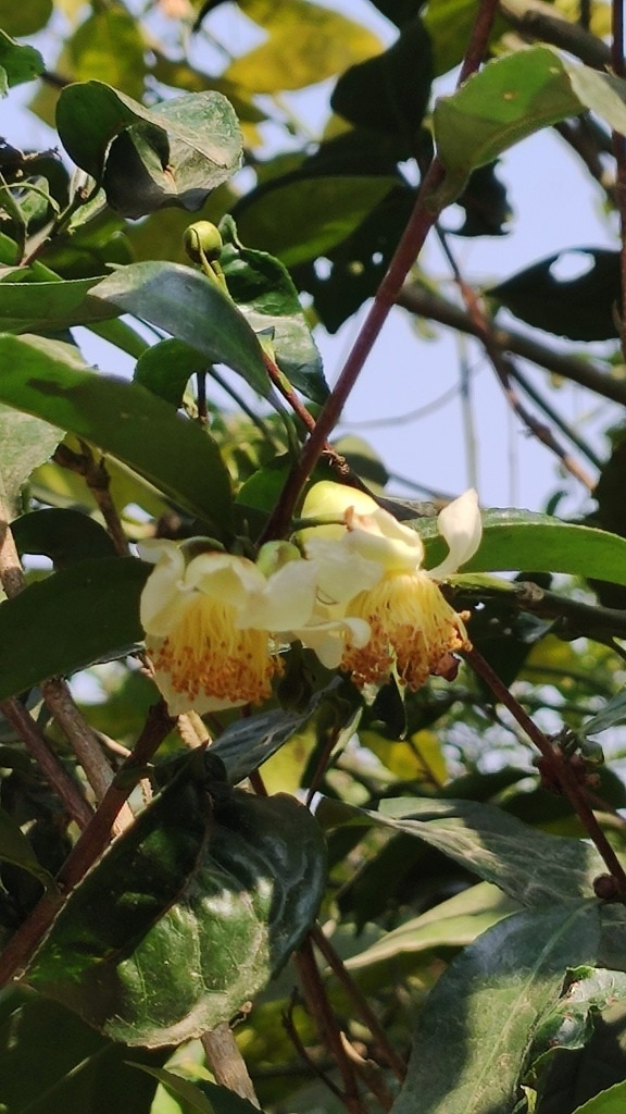 Yellowish camellia wildflowers (Camellia sinensis) among branches and green leaves